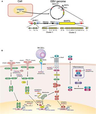 Frontiers | Role Of Viral And Host MicroRNAs In Immune Regulation Of ...